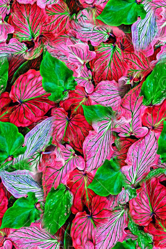 叶子印花华亿平台图片