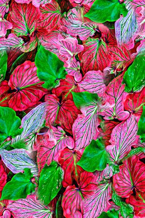 叶子印花华亿平台图片