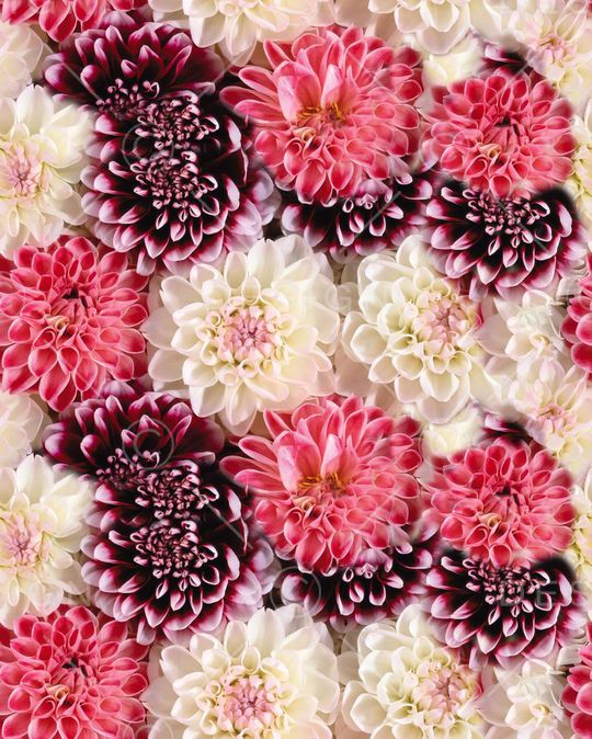 colorfull印花华亿平台图片