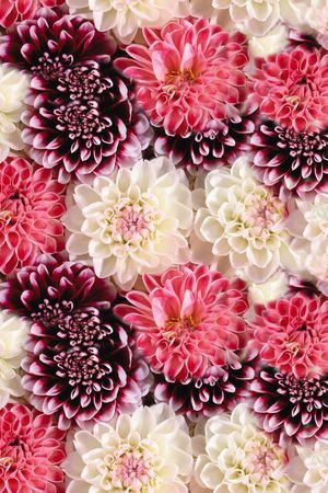 colorfull印花华亿平台图片