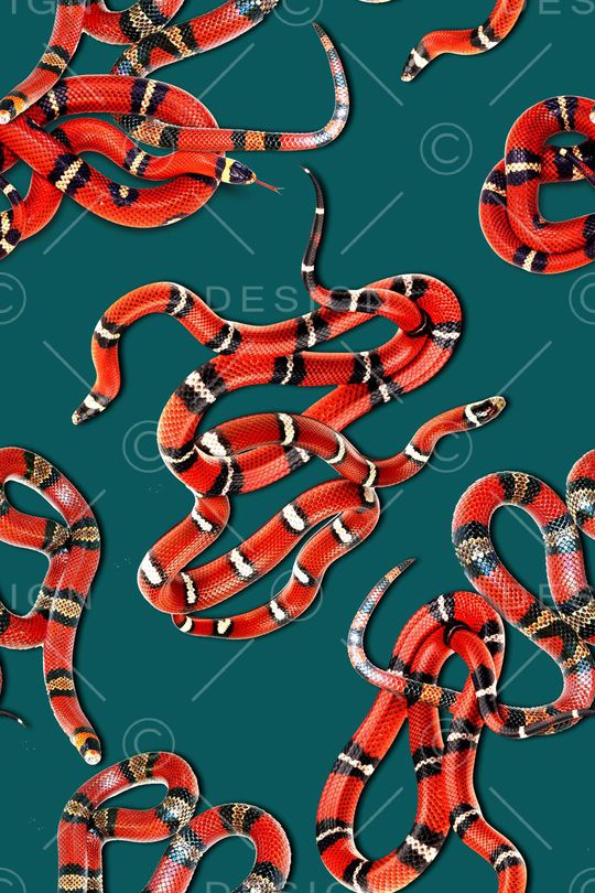 蛇纹印花华亿平台图片