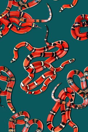 蛇纹印花华亿平台图片