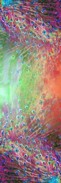 羽毛印花华亿平台图片