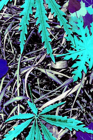 树叶印花华亿平台图片