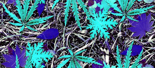 树叶印花华亿平台图片