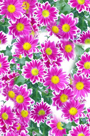 花朵印花华亿平台图片