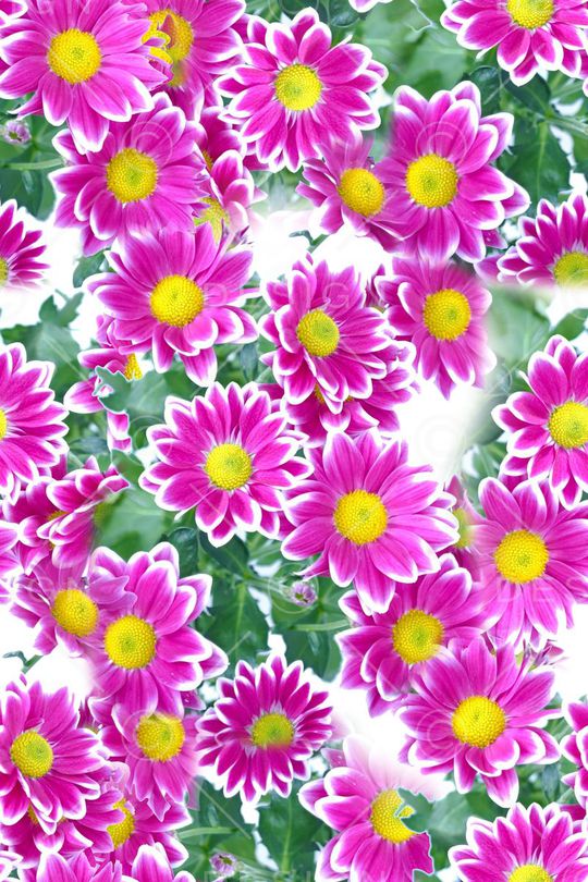 花朵印花华亿平台图片