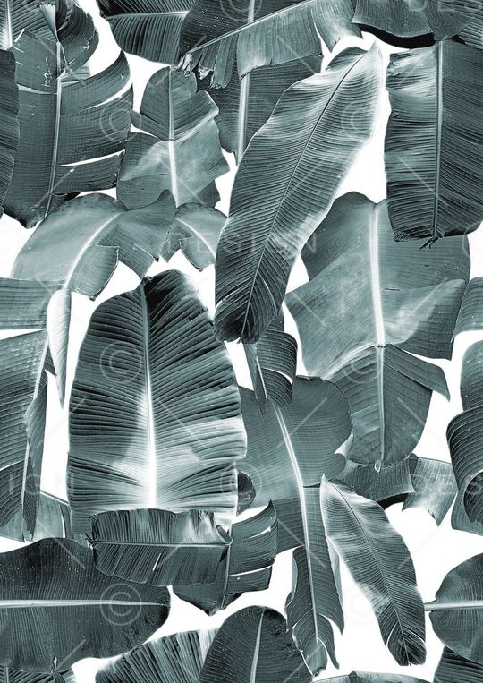 棕榈叶印花华亿平台图片