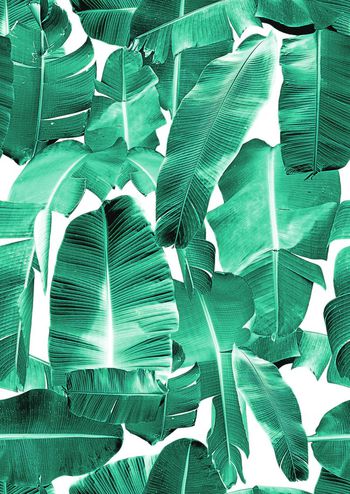 651473-热带芭蕉叶2