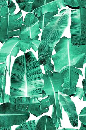 棕榈叶印花华亿平台图片