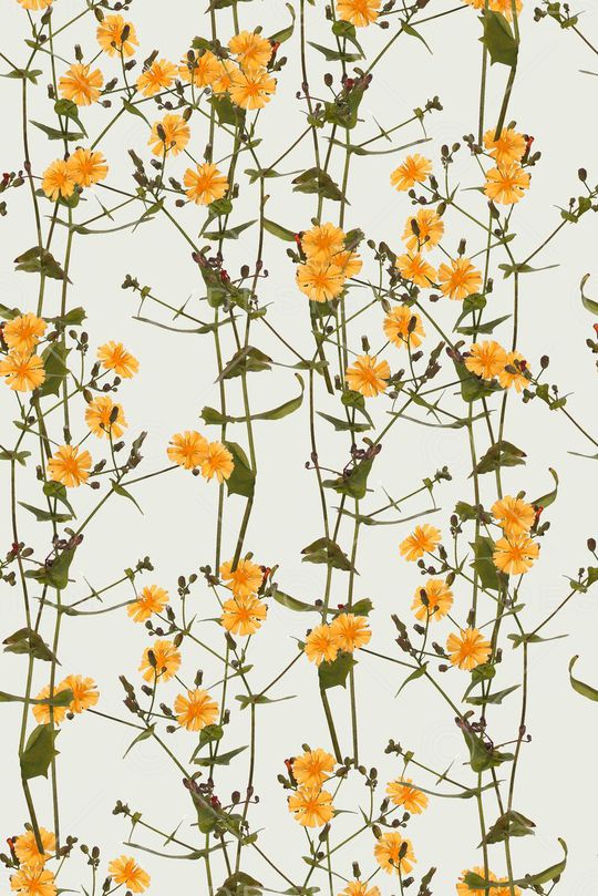 原创摄影小花印花华亿平台图片