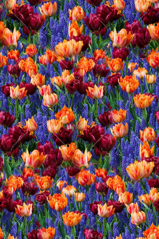 花朵印花华亿平台图片