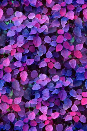 叶子印花华亿平台图片