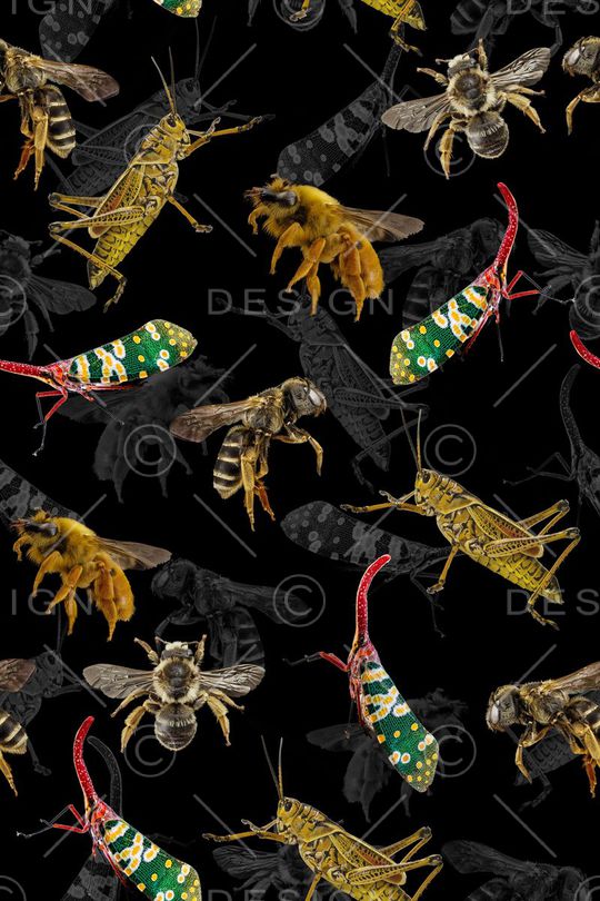 昆虫印花华亿平台图片