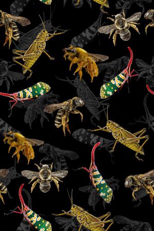 昆虫印花华亿平台图片