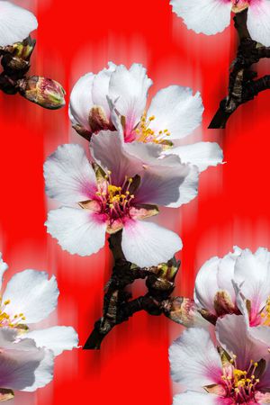 时尚潮流女装裙子外套花卉数码印花印花华亿平台图片