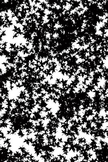 653889-枫叶似星星 2