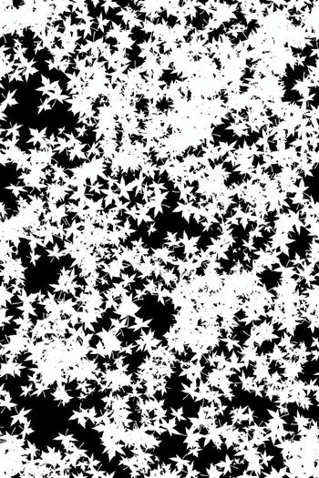 653890-枫叶似星星