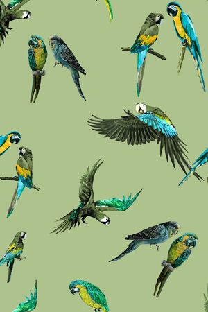 鹦鹉印花华亿平台图片