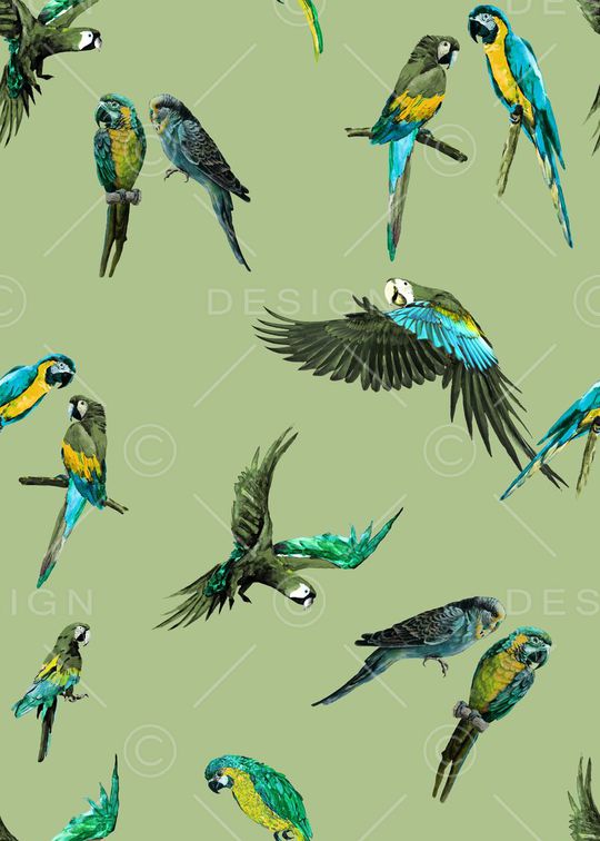 鹦鹉印花华亿平台图片