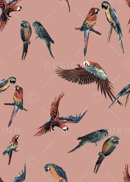 鹦鹉印花华亿平台图片