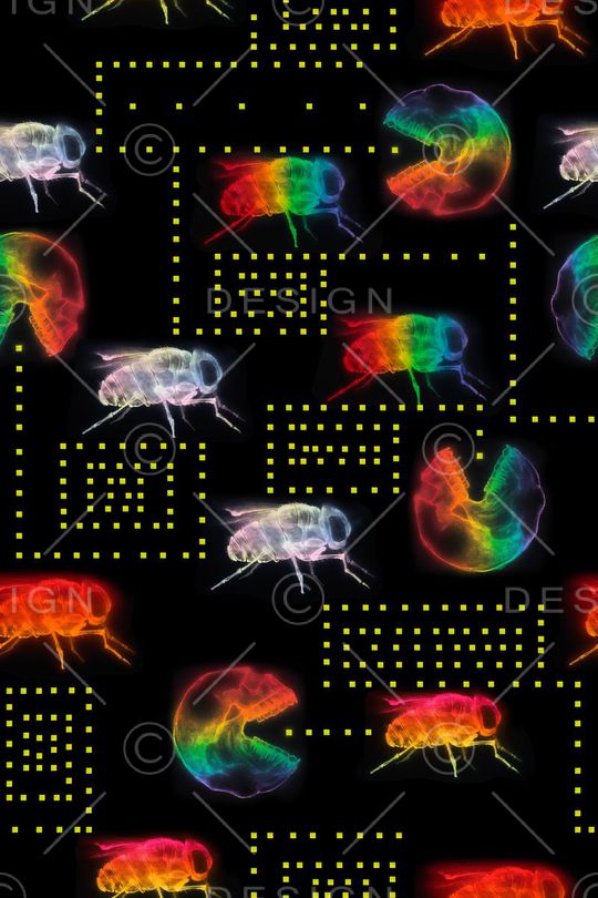 昆虫印花华亿平台图片