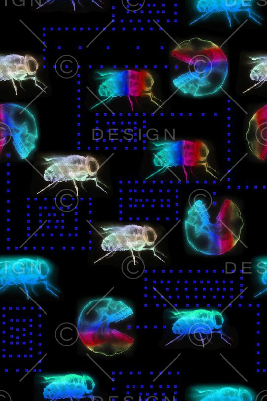 昆虫印花华亿平台图片