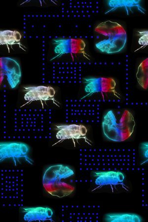 昆虫印花华亿平台图片