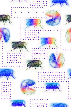 昆虫印花华亿平台图片