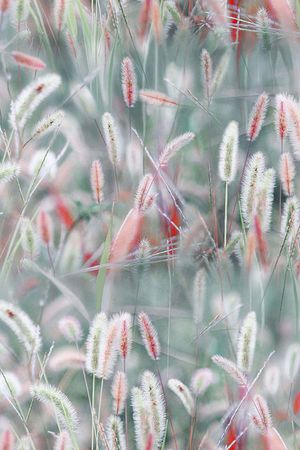 狗尾巴草印花华亿平台图片