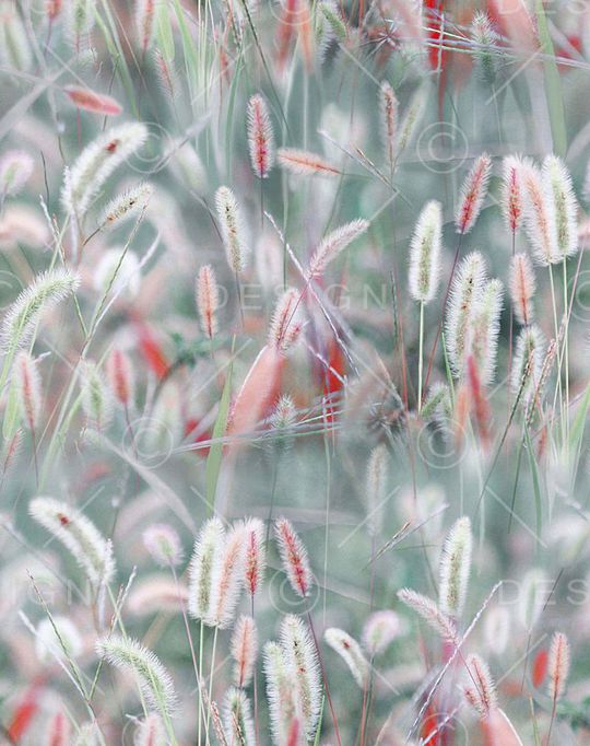 狗尾巴草印花华亿平台图片