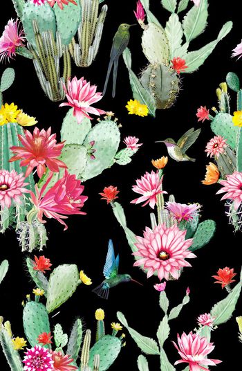 657856-仙人掌花卉-B