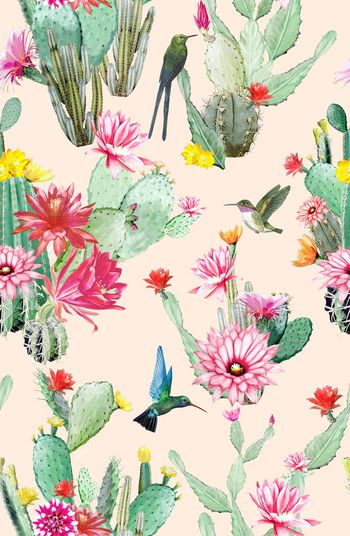 657857-仙人掌花卉-c