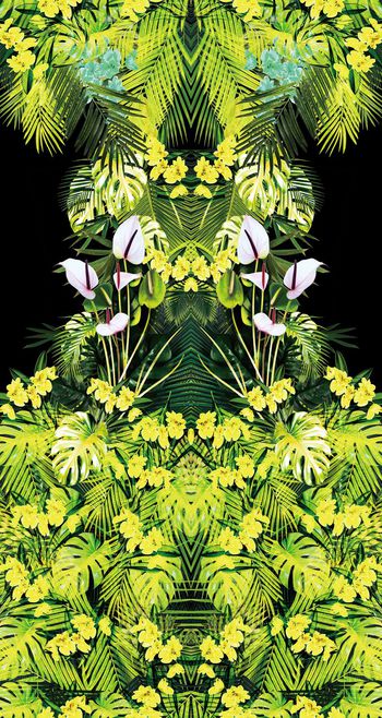 658089-热带雨林-B