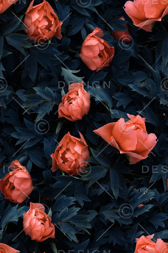 芍药花印花华亿平台图片