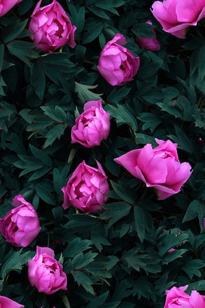 芍药花印花华亿平台图片