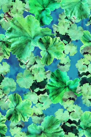 树叶、云彩、纹理印花华亿平台图片