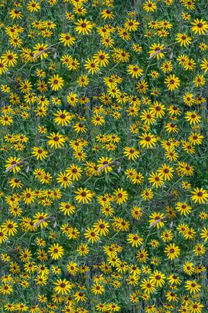 雏菊印花华亿平台图片