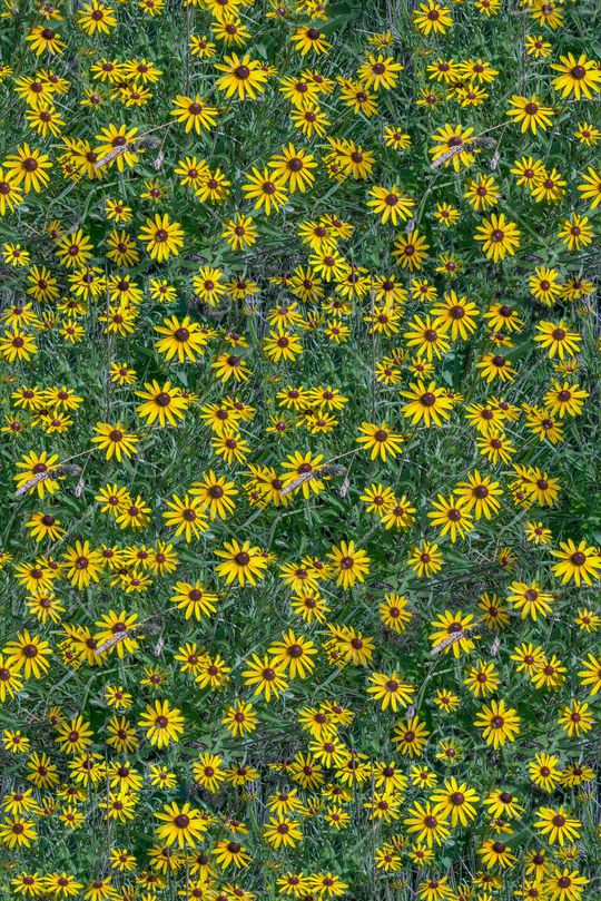 雏菊印花华亿平台图片