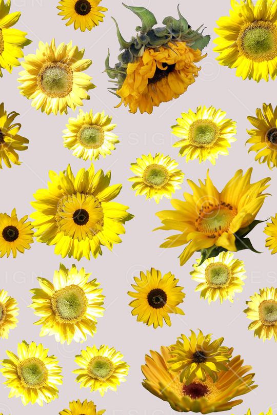 向日葵印花华亿平台图片