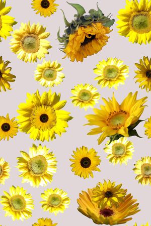 向日葵印花华亿平台图片