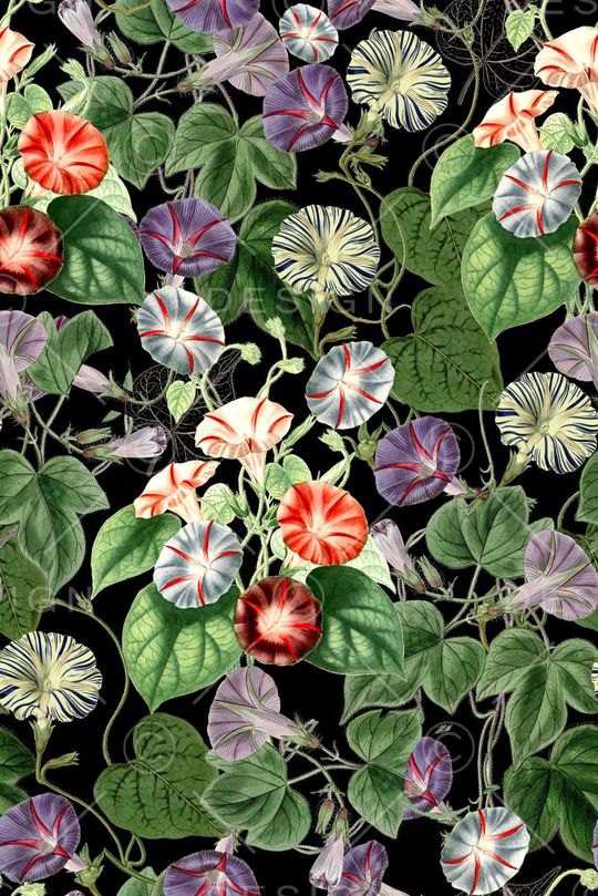 花卉写真印花华亿平台图片