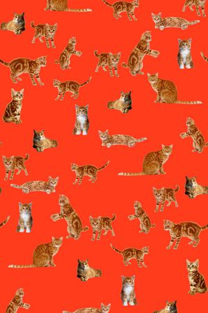 动物印花华亿平台图片