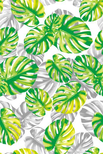 662355-热带大叶子07822