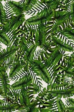 棕榈叶印花华亿平台图片