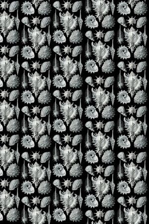 热带印花华亿平台图片