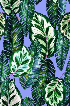 热带印花华亿平台图片