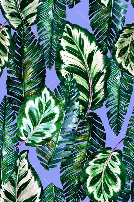 热带印花华亿平台图片