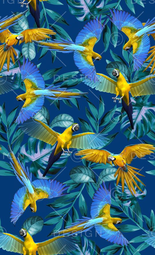 金刚鹦鹉印花华亿平台图片