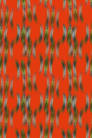 羽毛状印花华亿平台图片